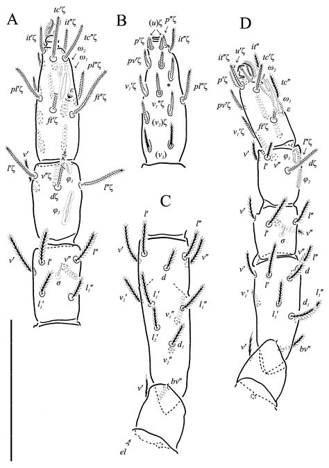 New Definition of Neoprotereunetes Fain et Camerik, Its Distribution ...