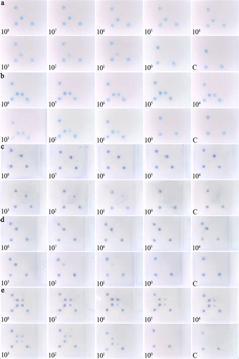 Microarray Test 的图像结果