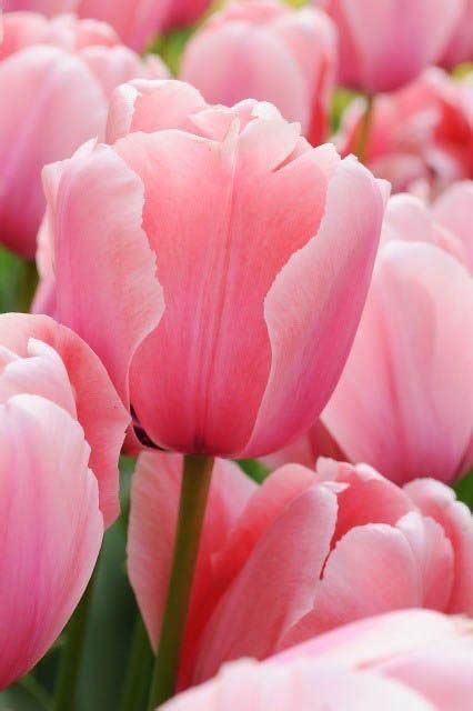 Ritz Farming 4pcs Tulip Bulbs Tulip Pink Tulips Varieties Collection ...