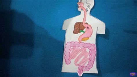 Image result for Digestive System Theme