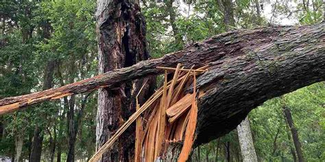 How to Save Split Tree Trunk Small Tree 的图像结果