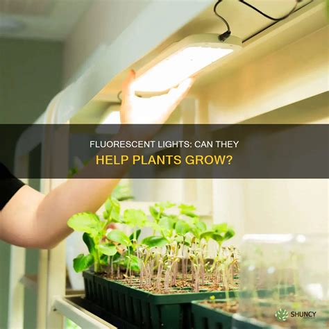 Fluorescent Lights: Can They Help Plants Grow? | ShunCy