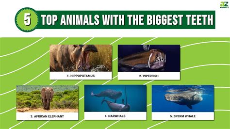 The Top 5 Animals with the Biggest Teeth (And Why They Have Them) - A-Z ...