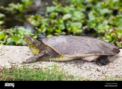 Image result for Spiny Soft Shell Turtle