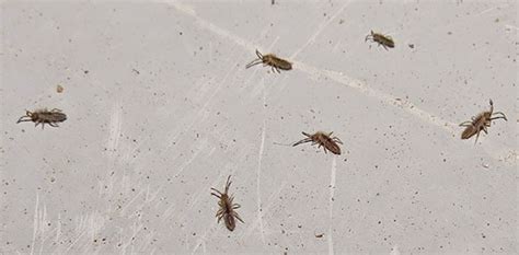 Springtails - Scabies-Killer.Com