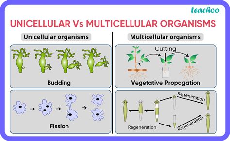 Image result for Multicellular Organism Examples