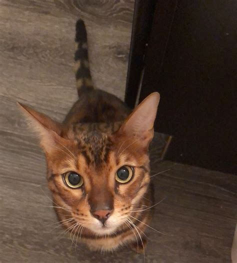 Bengal Cats For Sale | Columbus, OH #319305 | Petzlover