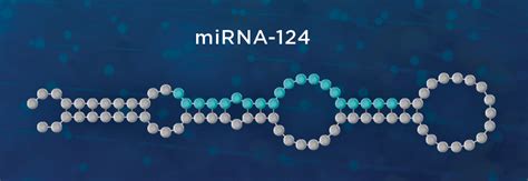 Image result for Non-Coding RNA Function