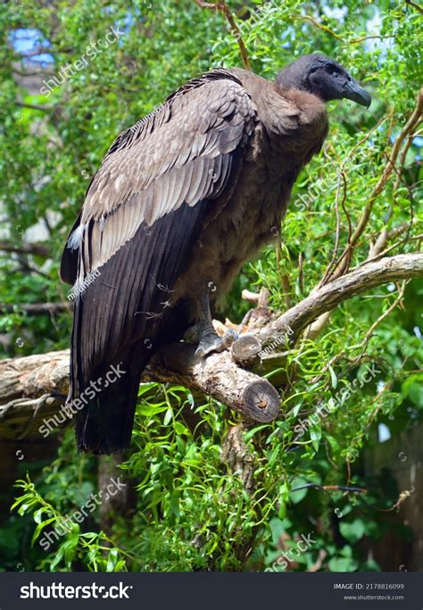 Types Of Vulture Bird at Paul Jamison blog