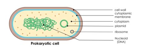 Section 4.12: The Evolution of Eukaryotes - Terms Flashcards | Quizlet