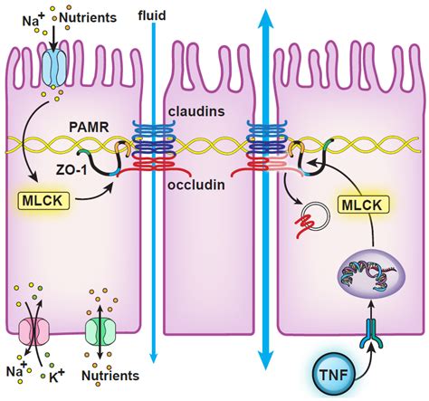 Myosin Light Chain Kinase Antibody Cell Signaling | Shelly Lighting