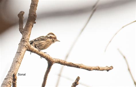 Brown-capped Pygmy Woodpecker