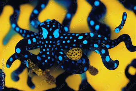 Image result for Blue-Ringed Octopus Poison