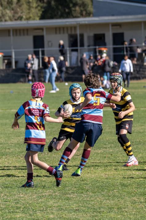 Image result for Wolves Balmain