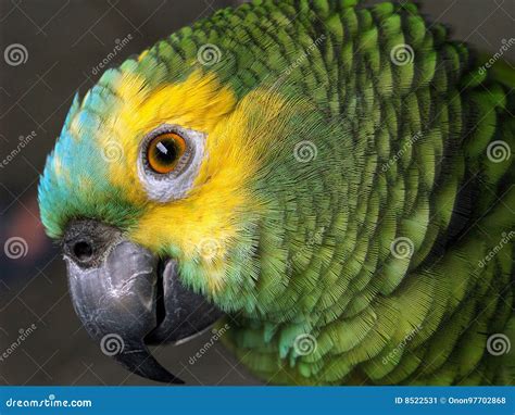Blue Fronted Amazon stock image. Image of male, face, beak - 8522531