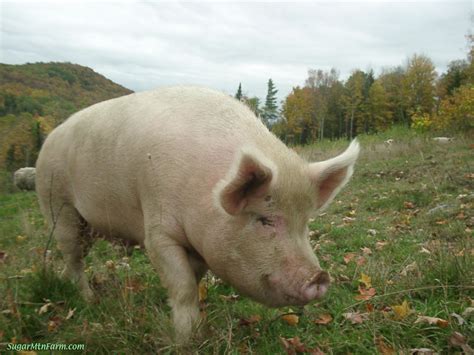 Researchers Identify New Swine Flu Strain With "Human Pandemic ...