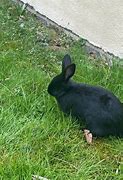 Image result for Mini Rex Holland Lop Mix