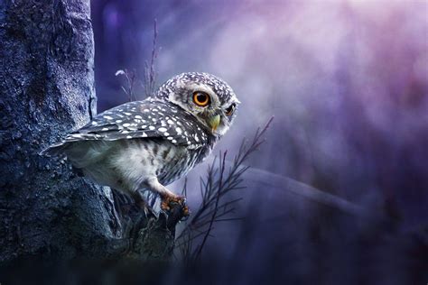 Beautiful Owl Wallpapers - Top Free Beautiful Owl Backgrounds - WallpaperAccess