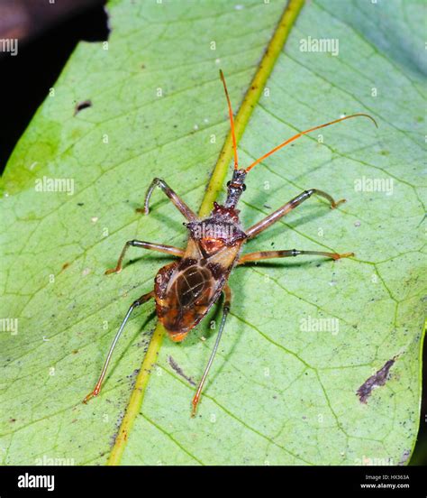 Reduviidae High Resolution Stock Photography and Images - Alamy