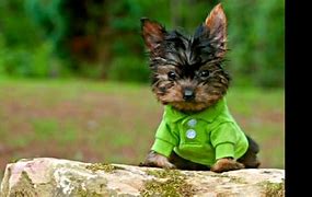 Image result for Smallest Dog On Earth