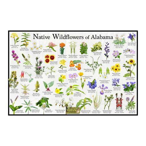 Native wildflowers of alabama state flower field guide poster provide ...