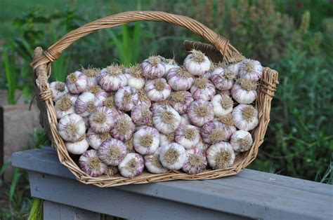 How to Harvest and Store Garlic