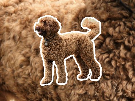 Image result for Labradoodle