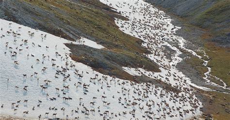 Shrinking Western Arctic Caribou Herd prompts discussion about future ...