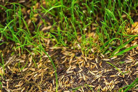 How Long To Grow Bermuda Grass From Seed | Storables