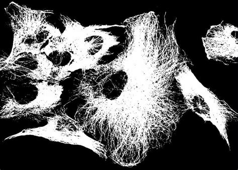 Image result for Bit Depth Microscope