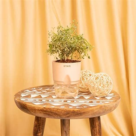 KYARI Aralia Variegated Indoor Plants for Living Room | Live Plants ...