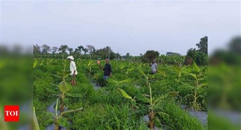 Karnataka: Cooperative farming yielding dividends in Chamarajanagar ...