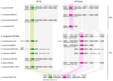 Genome Analysis of a Newly Discovered Yeast Species, Hanseniaspora menglaensis