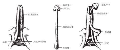 大熊猫如意和丁丁在莫斯科有多受欢迎？4年增重40斤，游客络绎不绝！|大熊猫_新浪财经_新浪网