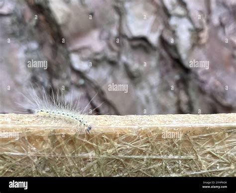 Fall Webworm Moth (Hyphantria cunea Stock Photo - Alamy