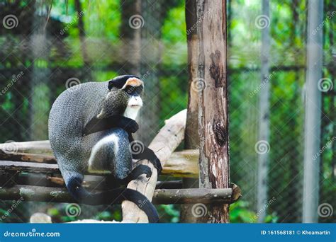 Vooc Monkey in the Zoo in Phu Quoc, Vietnam. Endangered Species in the World Stock Image - Image ...