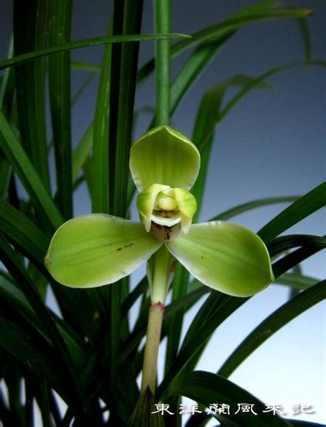 Amazon.com : Live Orchid Plants 宋梅-Easy Care Orchids Air Purifying Live ...