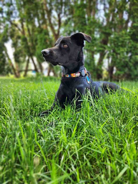 Callahan dog name - meaning, origin, personality and popularity | Sniffspot