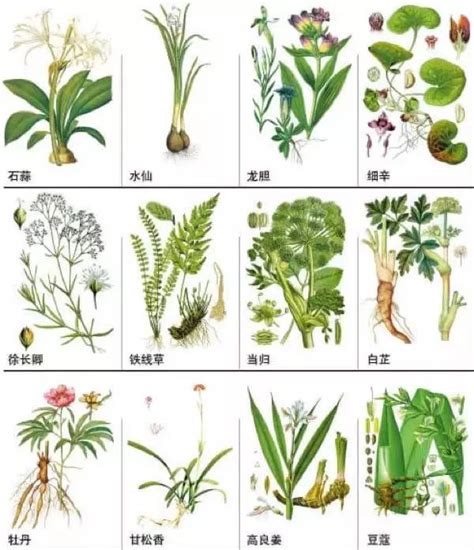 148种中草药，你能认出几个？速速收藏学习！