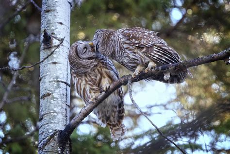 Daytime Sightings of Barred Owls: Meanings and Mysteries