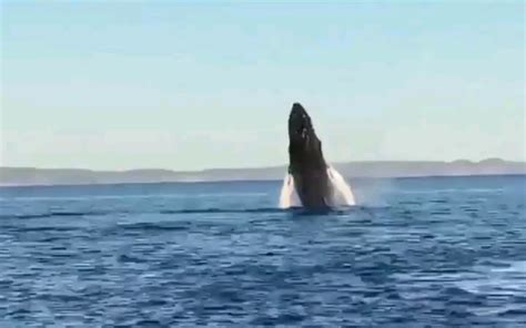 看到鲸鱼跃出水面，激动到说不出话_哔哩哔哩_bilibili