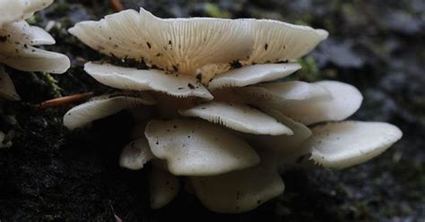 Oyster mushrooms are easy to grow, healthy and could potentially solve ...