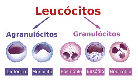Leucograma - análise dos leucócitos do sangue - InfoEscola