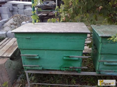 Продам пасеку, купить пасеку, Кропивницкий — PetsUA