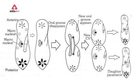 Paramecium Diagram, kingdom, Classification, Locomotion, Size