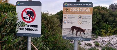 Don't feed the Dingoes in my area. : r/mildlyinteresting