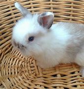 Image result for American Fuzzy Lop Bunny