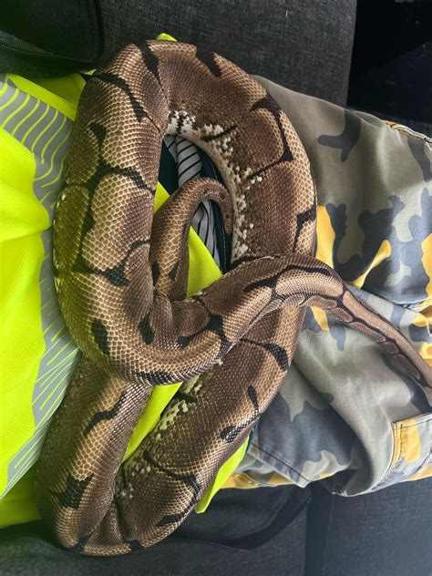 Ball Python Weight Gain 的图像结果