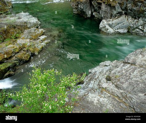 Green pool with flowers on Quartzville Creek Wild and Scenic River ...