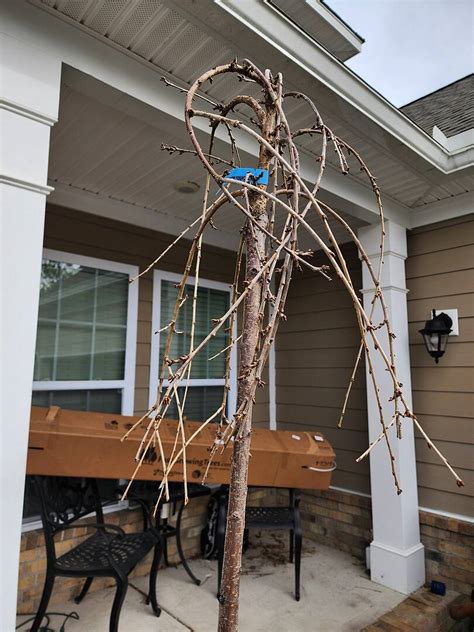 Image result for Pruning Columnar Apple Trees